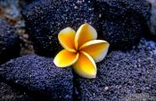 Travel photography:Yellow Plumeria flower, Hawaii USA
