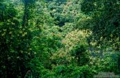 Travel photography:Dense vegetation inside a crater, Hawaii USA