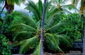 Travel photography:Coconut palm on Hawaii island, Hawaii USA