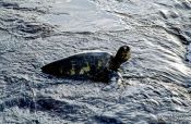 Travel photography:Hawaiian Sea Turtle at Pu`uhonua o Honaunau, Hawaii USA