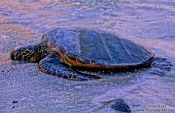 Travel photography:Hawaiian Sea Turtle in the evening light at Pu`uhonua o Honaunau, Hawaii USA