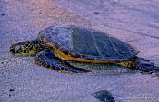 Travel photography:Hawaiian Sea Turtle basking in the evening sun at Pu`uhonua o Honaunau, Hawaii USA