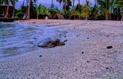 Travel photography:Sea turtle during sunset at Pu`uhonua o Honaunau, Ntl. Historical Park, Hawaii USA