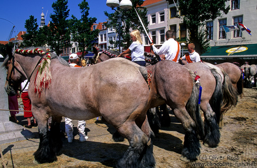 Competition horses at a festival in Vlissingen