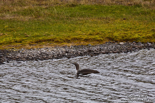 Red throated diver duck (Gavia stellata) near Breiðárlón