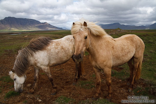 Iceland horses near Glymur