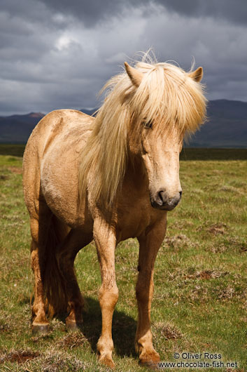 Iceland horse near Glymur