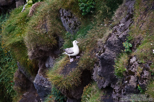 Fulmar (Fulmarus glacialis) at the Ingólfshöfði bird colony