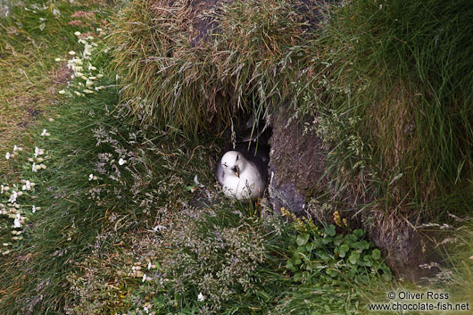 Nesting fulmar (Fulmarus glacialis) at the Ingólfshöfði bird colony