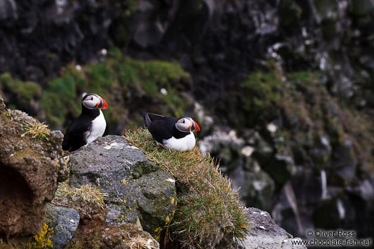 Atlantic puffin (Fratercula arctica) at the Ingólfshöfði bird colony