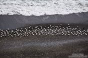 Travel photography:A group of Common Eider ducks (Somateria mollissima) near Djúpivogur, Iceland