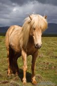 Travel photography:Iceland horse near Glymur, Iceland