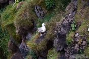 Travel photography:Fulmar (Fulmarus glacialis) at the Ingólfshöfði bird colony, Iceland