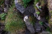 Travel photography:Nesting fulmar (Fulmarus glacialis) at the Ingólfshöfði bird colony, Iceland