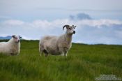 Travel photography:Sheep at the Ingólfshöfði, Iceland