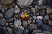 Travel photography:Small survivor near Skeiðarársandur, Iceland