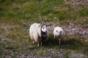 Travel photography:Sheep on Snæfellsnes, Iceland