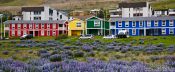Travel photography:Colourful houses in Siglufjörður, Iceland