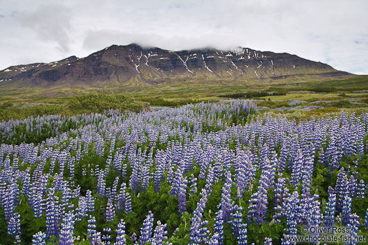 Breiðdalsvík landscape
