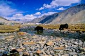 Travel photography:Yaks crossing a river near Diskit, India