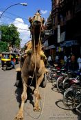 Travel photography:Camel cart in Bikaner, India