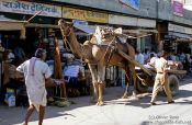 Travel photography:Camel cart in Bikaner street, India
