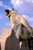 Travel photography:Monkey in Jodhpur, India