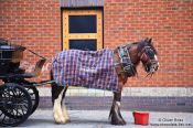Travel photography:Horse cart in Dublin , Ireland