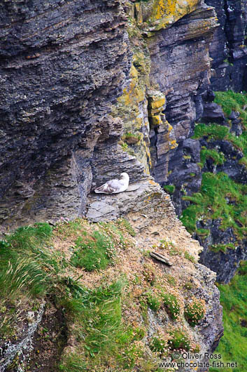 Nesting sea gull at the Cliffs of Moher 
