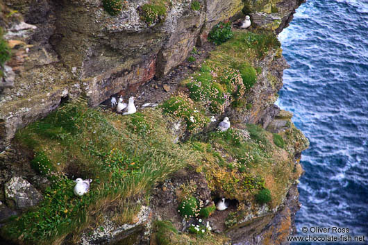 Nesting sea gulls at the Cliffs of Moher 