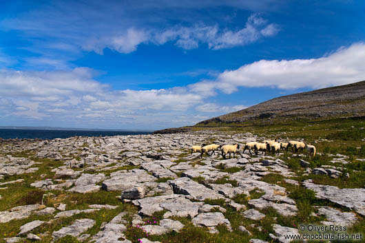 Sheep along the Clare coastline 
