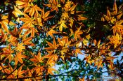 Travel photography:Colourful maple leaves against the sky at Kyoto´s Nanzenji Temple, Japan
