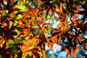 Travel photography:Colourful maple leaves against the sky at Kyoto´s Nanzenji Temple, Japan