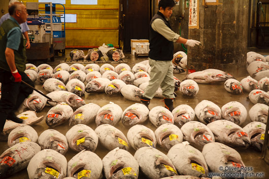 Tuna for sale at the Tokyo Tsukiji fish market