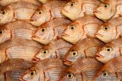Travel photography:Fish for sale at the Tokyo Tsukiji fish market, Japan