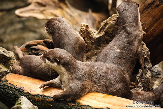 Asian smallclawed otters at the Osaka Kaiyukan Aquarium