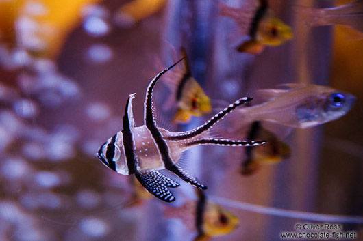 Fish at the Osaka Kaiyuna Aquarium
