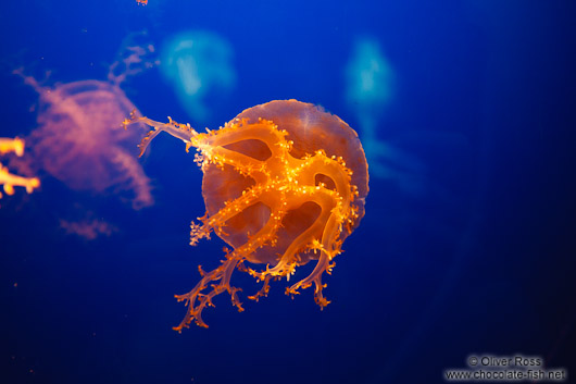 Jellyfish (Cassiopea spp.) at the Osaka Kaiyukan Aquarium