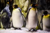 Travel photography:King penguins at the Osaka Aquarium, Japan