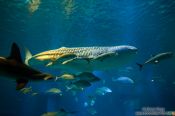 Travel photography:Whale shark at the Osaka Kaiyukan Aquarium, Japan