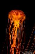 Travel photography:Brown Jellyfish at the Osaka Kaiyukan Aquarium, Japan
