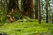 Travel photography:Trees with moss at the Nikko Unesco World Heritage site, Japan