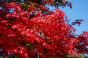 Travel photography:Trees in autumn colour at Bulguksa Temple, South Korea
