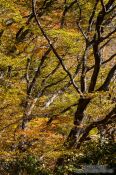Travel photography:Trees in the Namsan mountains, South Korea