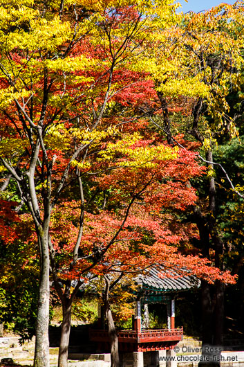 Trees in autmn colour in the Secret Garden of Changdeokgung palace in Seoul