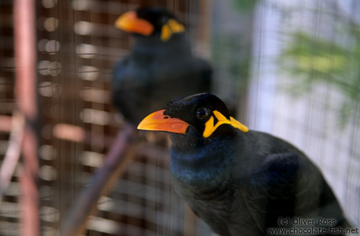 Caged birds in Luang Prabang