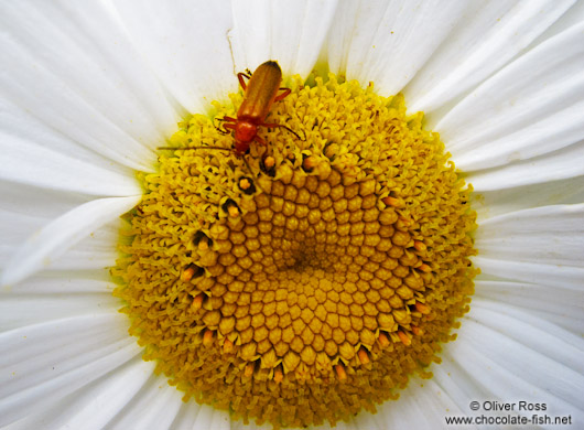 Mountain daisy with insect