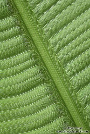 Banana leaf pattern