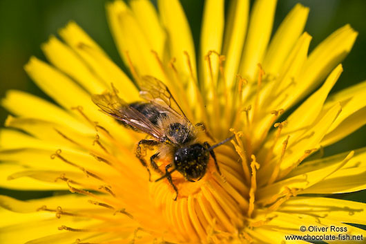 Bee on dandelion flower
