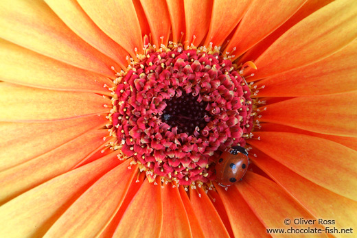 Flower head with ladybird